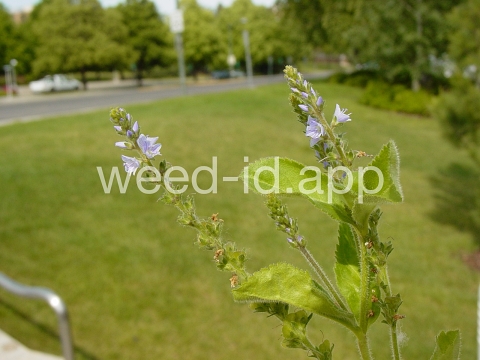 speedwell, common